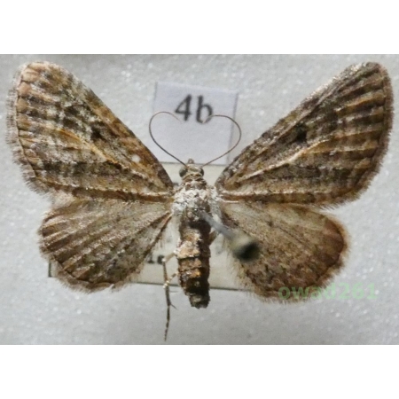 Eupithecia icterata (de Villers, 1789) Czech4b